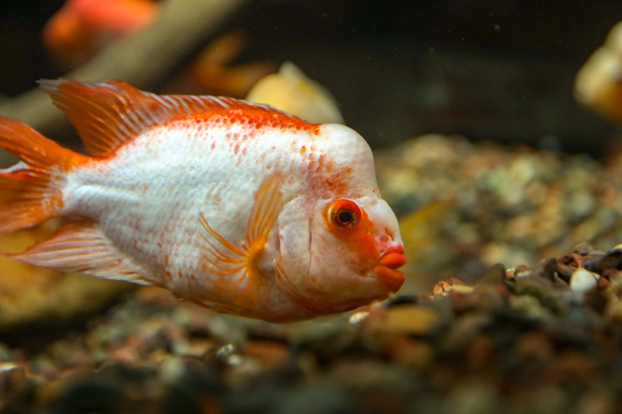 Kamamycin Sulfate use in Ornamental Fish